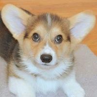 id5242903061