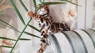 Бенгальские котята для души и в разведение Фото 4