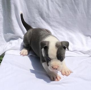 Pitbull puppies ready Фото 2