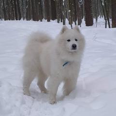 Szczenięta SAMOYED Фото 2