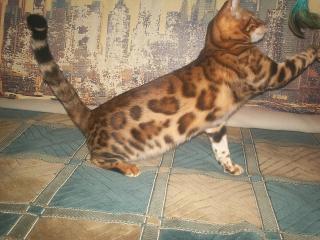 Бенгальские котята ( Домашние леопардики) Фото 4