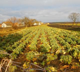 Продам будинок у с.жовтанці Львівська обл Фото 3