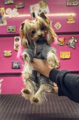 Школа груминга объявляет новый набор студентов! Фото 2