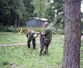 Дрессировка собак. Харьков и пригород Фото 2 Дрессировка собак. Харьков и пригород Фото 2