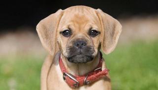 Щенки Пагальера