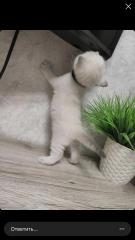 Продам шотландского котёнка Фото 4