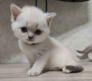 Продам шотландского котёнка Фото 3