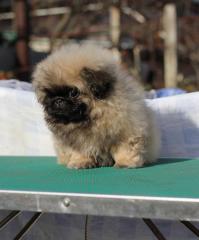 Щенок пекинеса Фото 2