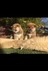 Shiba inu Фото 2