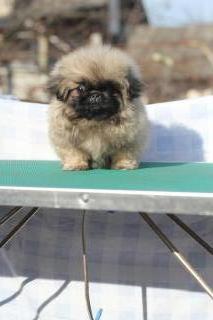 Щенок пекинеса Фото 3