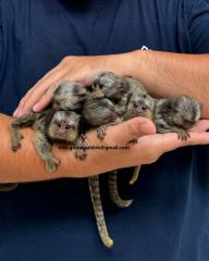 MARMOSET MONKEYS FOR SALE