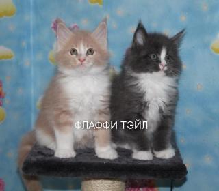 Котята Фото 2