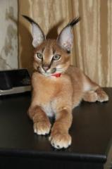 Продажа котят Каракала Фото 2