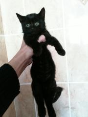 Котята ищут новых хозяев Фото 3
