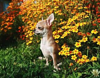 Замечательные Щенки Чихуахуа Фото 3