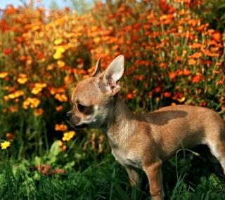 Замечательные Щенки Чихуахуа Фото 2