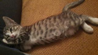 Котенок Василиса в дар Фото 2