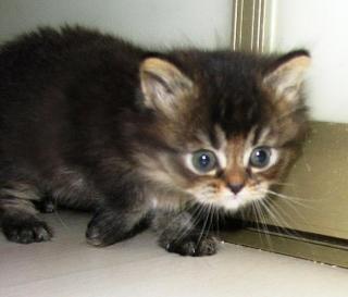 Британские короткошерстные и длинношерстные (хайленд) котята Фото 3