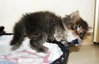 Британские короткошерстные и длинношерстные (хайленд) котята Фото 4