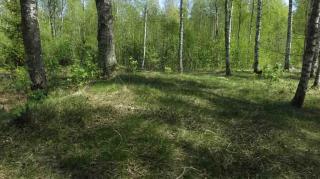 Участок ИЖС в Ленинградской области Фото 3