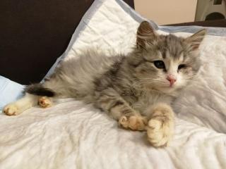 Необычный котенок в добрые руки Фото 2