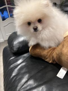 Pomeranian  ️