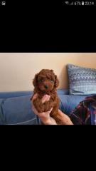 Щенки той пуделя ред браун. Red brown toy poodle puppies Фото 2