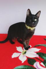Котенок-подросток. Стерилизована Фото 3