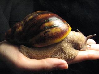 Улитки Archachatina Marginata Ovum (Архахатина маргината ову Фото 2