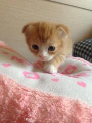 Котята от шотландской кошки Фото 2