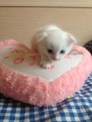 Котята от шотландской кошки Фото 4
