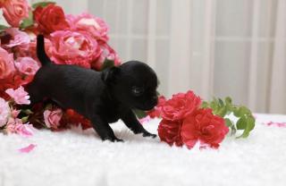 Sprzedaż szczeniąt chihuahua Фото 3