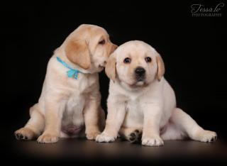Labrador Фото 3