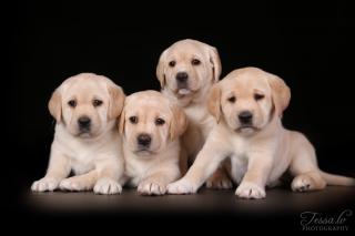 Labrador Фото 2