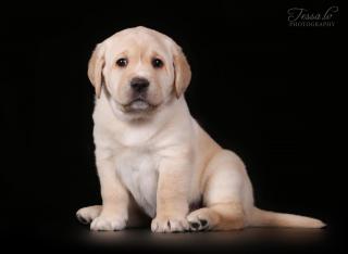 Labrador Фото 4