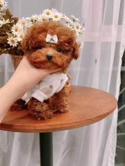 Teacup toy poodle red brown Фото 2