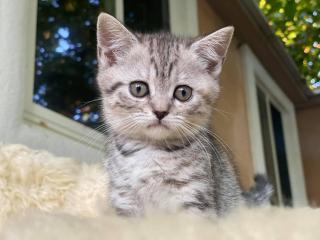Kittens Фото 2