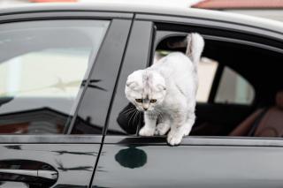 Scottish fold kittens for sale Фото 3