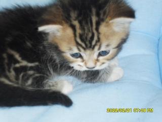 Gattino Munchkin. Munchkin kitten. Котёнок Манчкин Фото 2