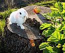 Продажа карликовых крольчат для дома Фото 4
