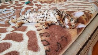 Бенгальская кошка. Продажа котят бенгальской кошки Фото 2