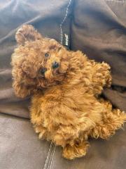 Teacup toy poodle red brown Фото 4