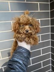 Teacup toy poodle red brown Фото 3