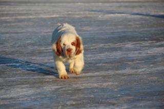 Clamber - spaniel Фото 3