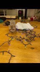Scottish fold Фото 3