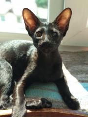 Котята ориентальной породы Фото 2
