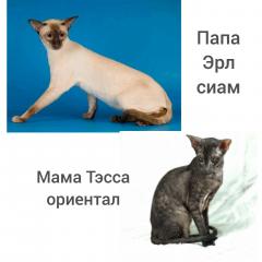 Котята ориентальной породы Фото 4