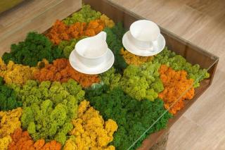 Картины из стабилизированного мха Фото 3