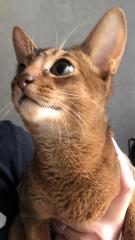 Абиссинские котята Фото 4