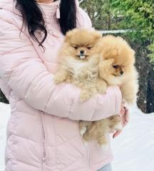 Pomeranian puppy Фото 4